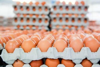 OFERTAS DE EMPLEOS PARA EMPACAR HUEVOS